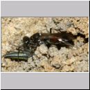 Alysson spinosus - Grabwespe w11h 7-8mm OS-Hasbergen-Lehmhuegel.jpg